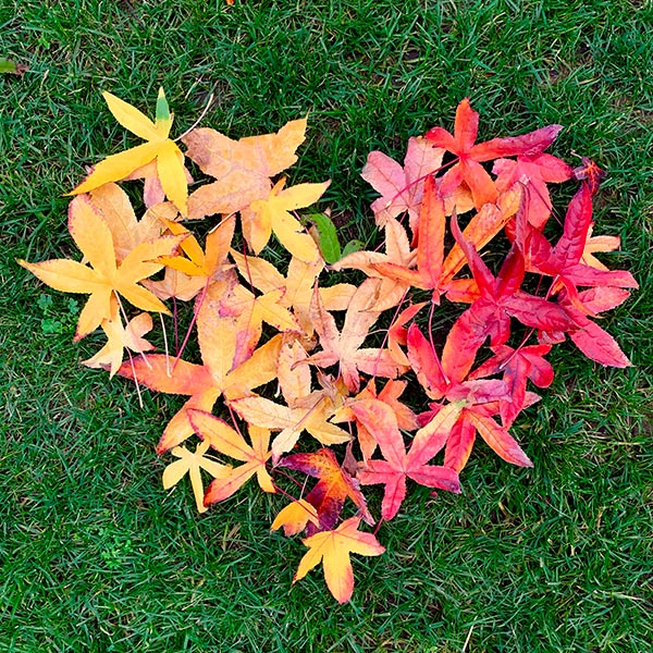 Autumn leaves arranged in a heart shape on the grass.